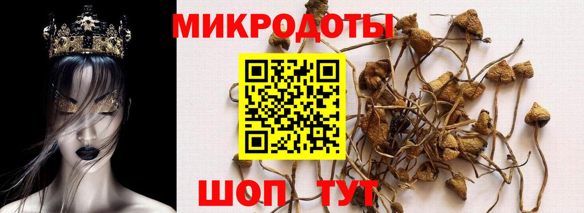 Псилоцибиновые грибы прущие грибы Геленджик